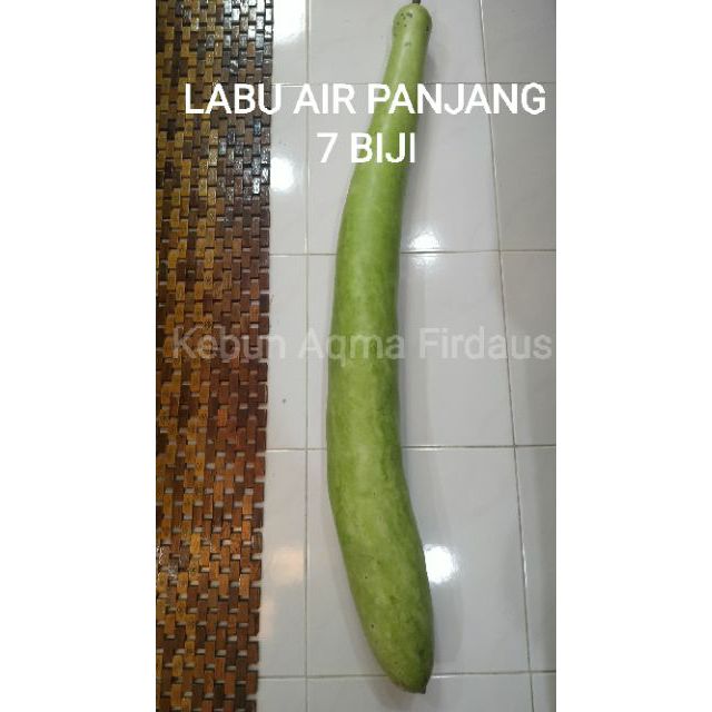 Luxurious Labu Air Panjang Awe-Inspiring