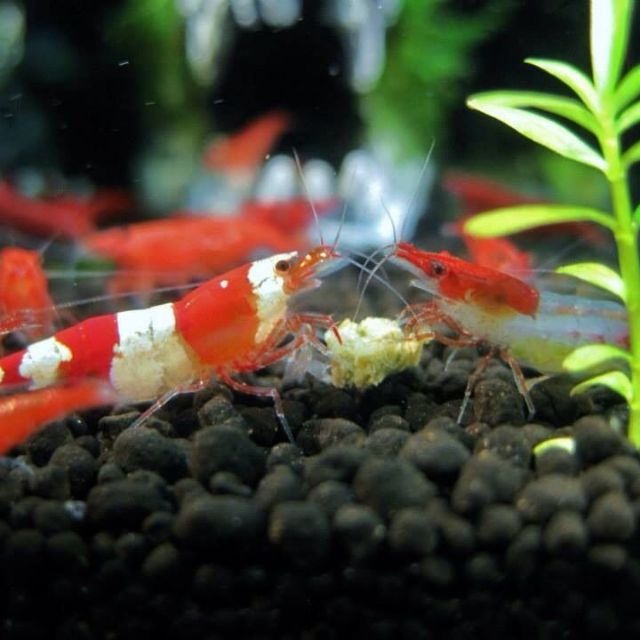 Aquarium Fish Shrimp Plant Shrimp Food (TWO SET FREE BABY SHRIMP FOOD