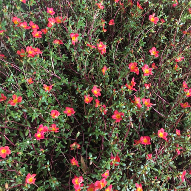 POKOK BUNGA ROS JEPUN / POKOK KEMBANG PAGI Shopee Malaysia