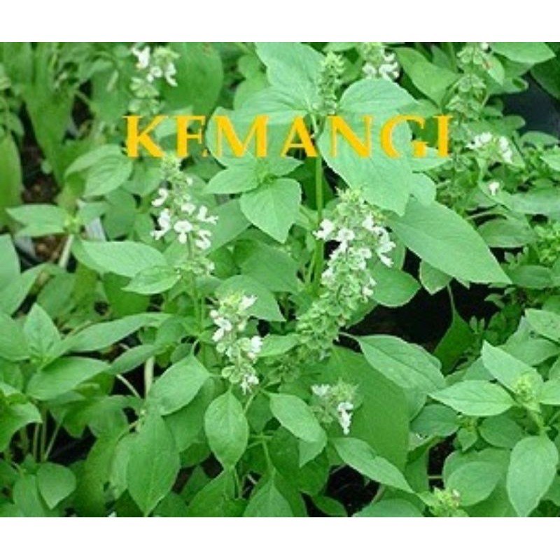 Pokok Kemangi/Herba/Ulaman Shopee Malaysia