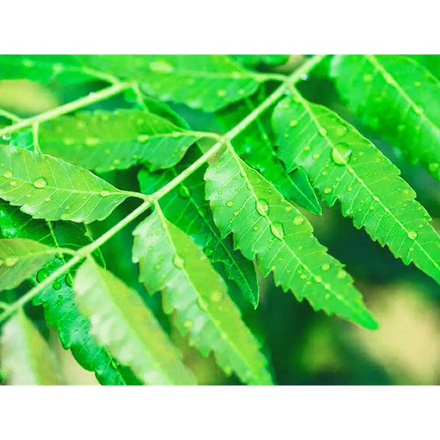 100ml Pure Neem oil for skin & HairEczema, chicken pox Shopee Malaysia