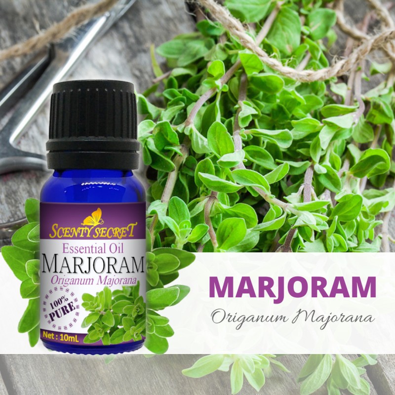 MARJORAM Essential Oil 100 PURE Scenty Secret Aromatherapy Shopee Malaysia
