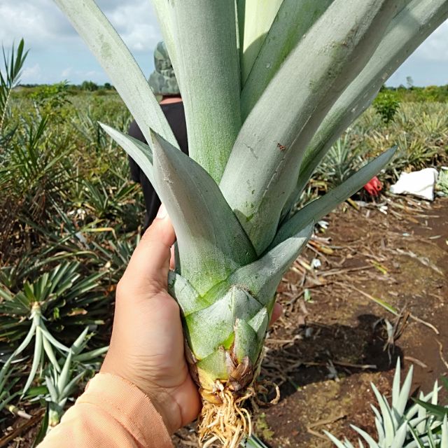 Anak Benih Nanas Md2 BENIH TOKO