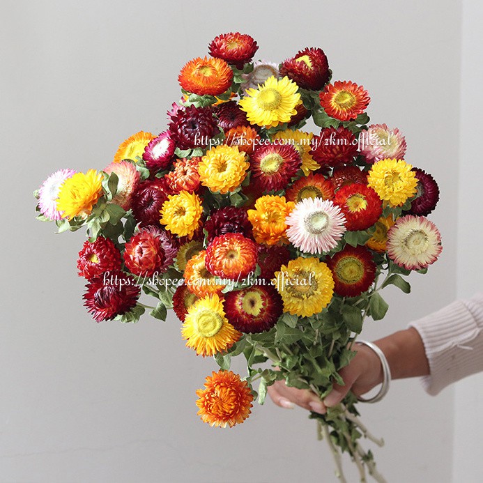 (10PCS) CHRYSANTHEMUM Chamomile Daisy Dried Dry Artificial Flower