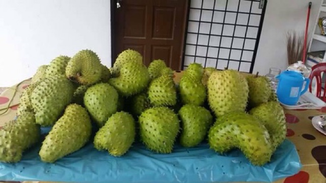 Baja Untuk Pokok Durian Belanda