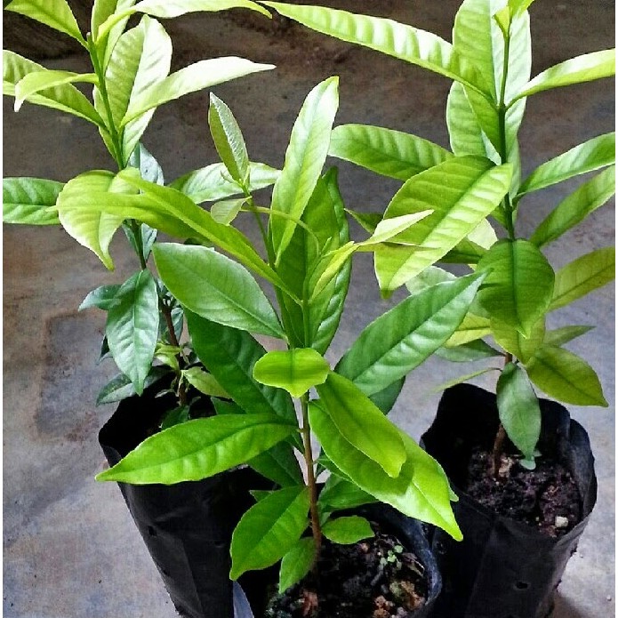 Daun Salam Di Malaysia Kokakka