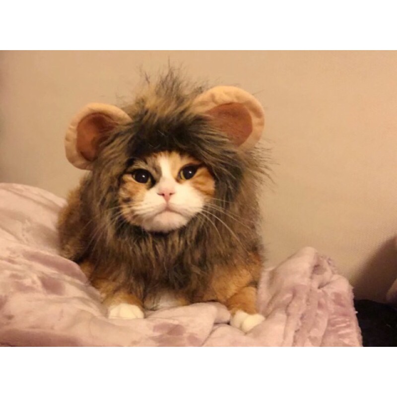 Cats In Lion Costumes