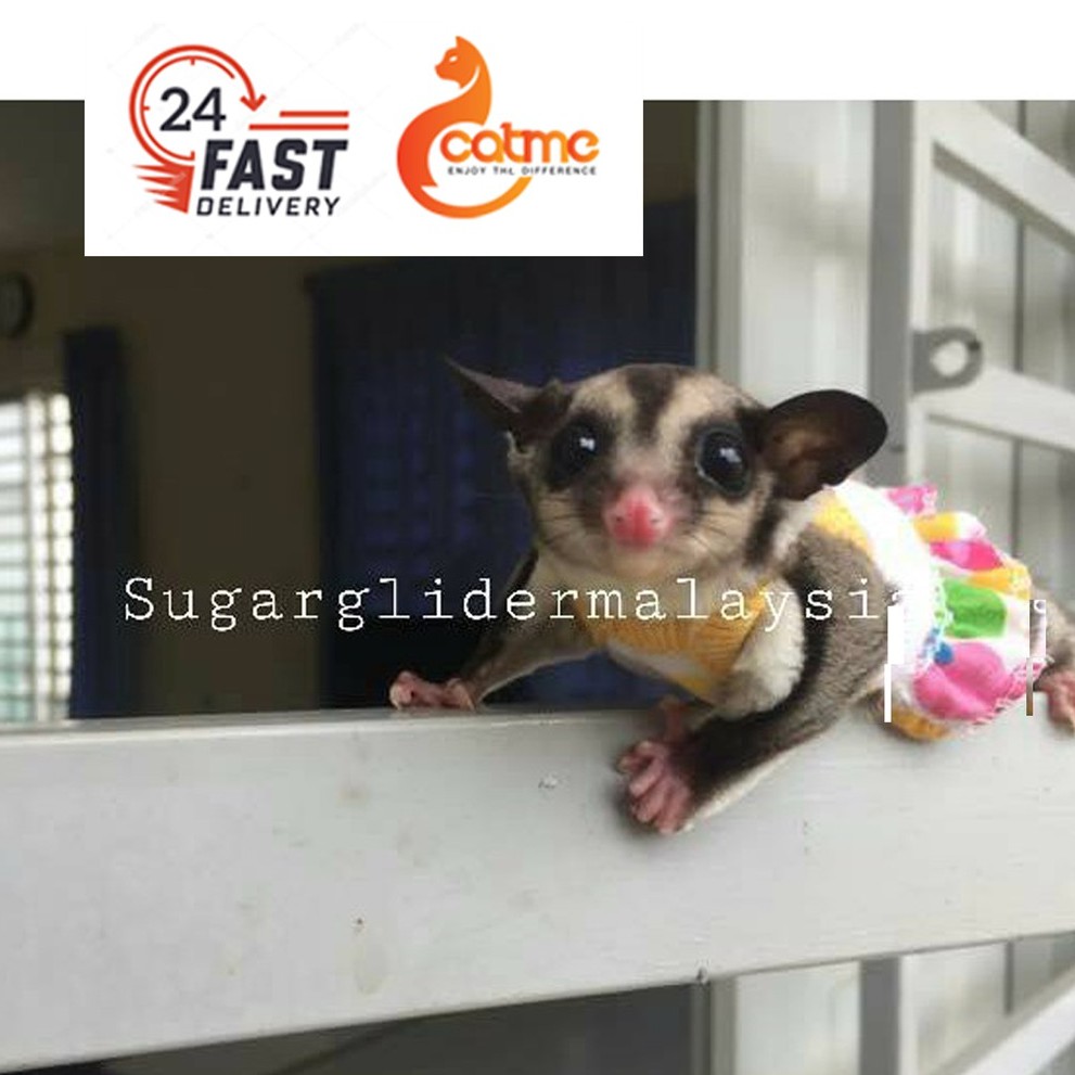Harga Sugar Glider Malaysia mweosmalay