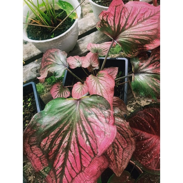 Caladium / Bunga Keladi Infinity Shopee Malaysia