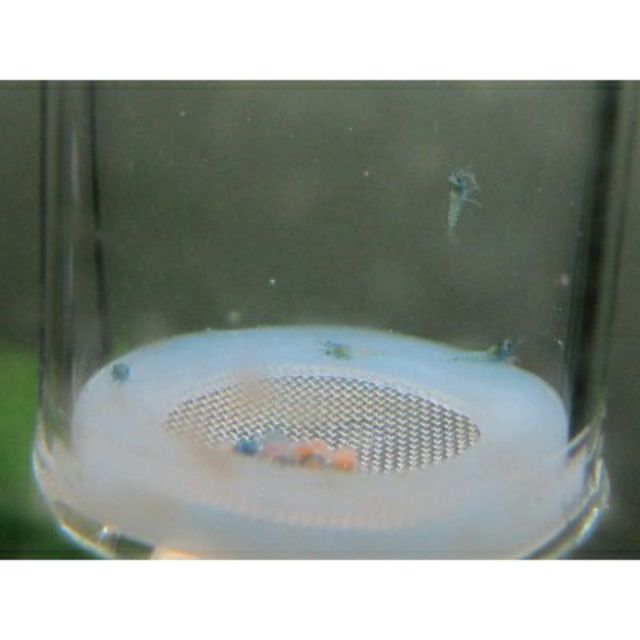 (Malaysia Ready stock) Aquarium Shrimp Egg Tumbler Incubator (Glass