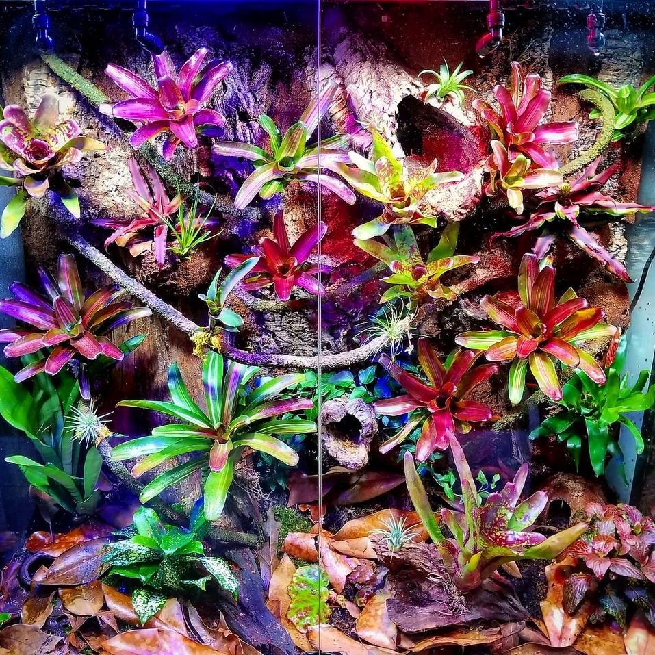 2023 SALES Neoregelia's/Bromeliad's for * Terrarium / Vivarium * 12