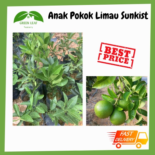 Green Leaf Nursery Anak Pokok Limau Bali Sunkist /READY STOCK