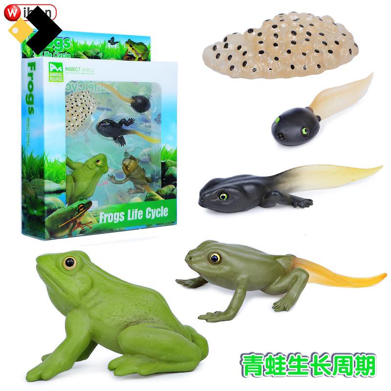Tadpole Frog Kit Frog Life Cycle Toys Plastic Grow Frogs Fake Frog