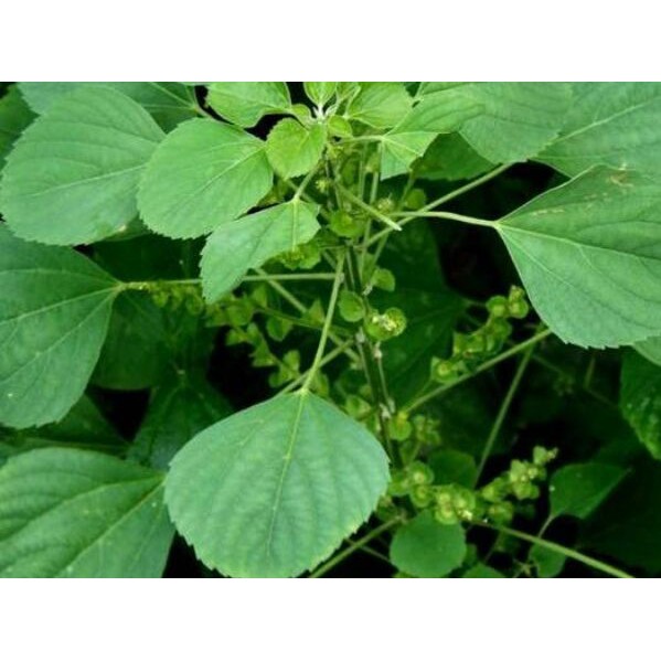 Kuppaimeni Live Plant/Acalypha indica live plant/Poonai Vanangi Live