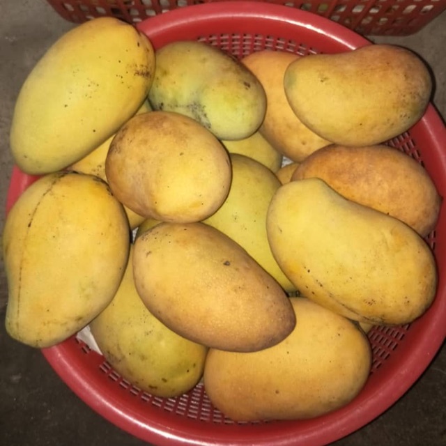 🔥Mangga Harum Manis Perlis🔥Harga per KG Shopee Malaysia