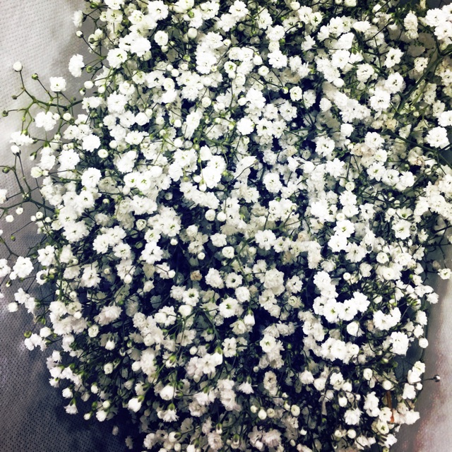 Fresh Baby Breath Flower (1 bunch/350gm) Shopee Malaysia