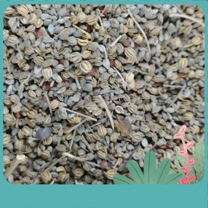 100 gm Carom seed / korsani seed / Caraway Seed / Ajwain Seed / Biji jemuju korsani / Biji