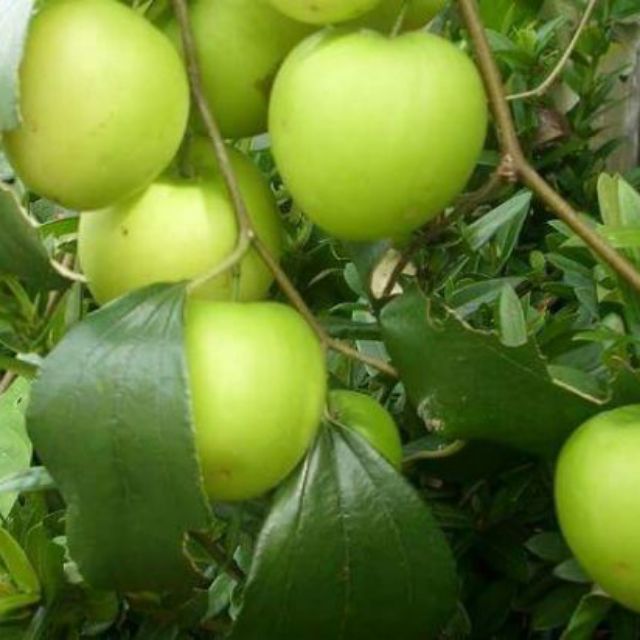 Pokok epal bidara JUMBO Apple tree Shopee Malaysia