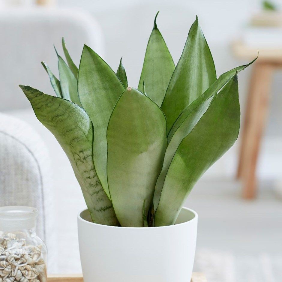 rare species sansevieria trifasciata moonlight indoor plants (buy two