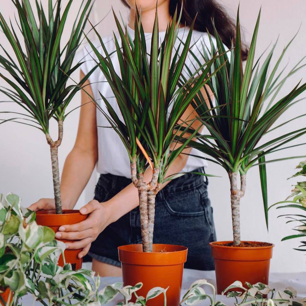 Live plant Indoor Plant Dragon tree DIY 🌲Dracaena Marginata Green🌲