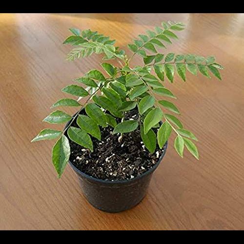 MorningVale Hybrid Curry Leaves, Kadi Patta, Murraya