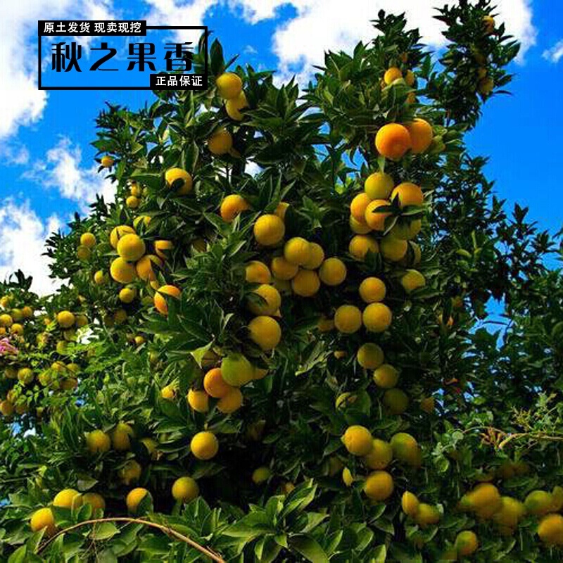 Orange seedlings Seedling Orange Tree Young Fruit Tree Fruit Tree