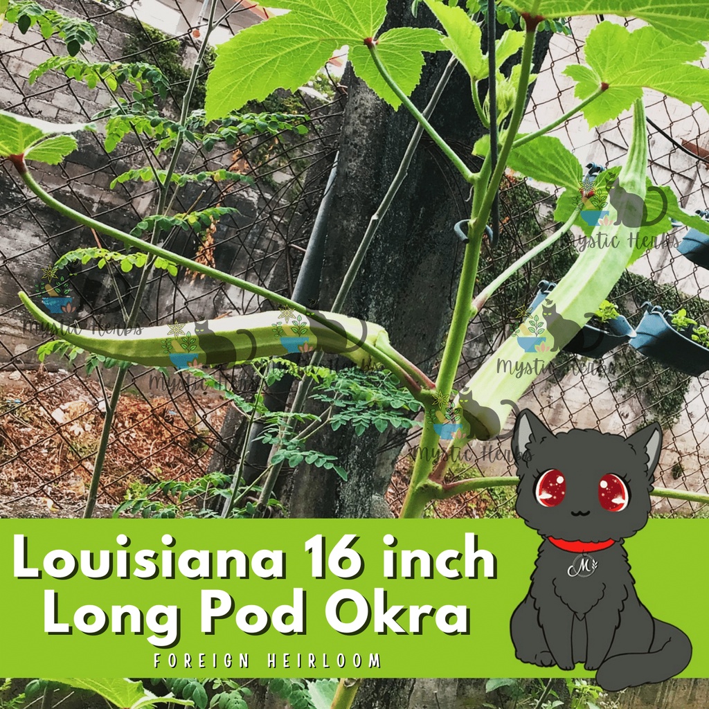 16inch Long Pod Louisiana Okra Seeds; Long Okra Seeds; 16inch Okra