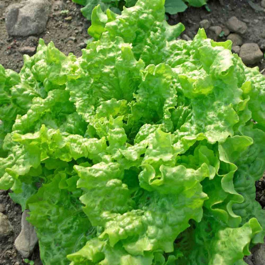LETTUCE SEED`S "Loose leaf lettuce" FAST GROWING PLANT Shopee Philippines