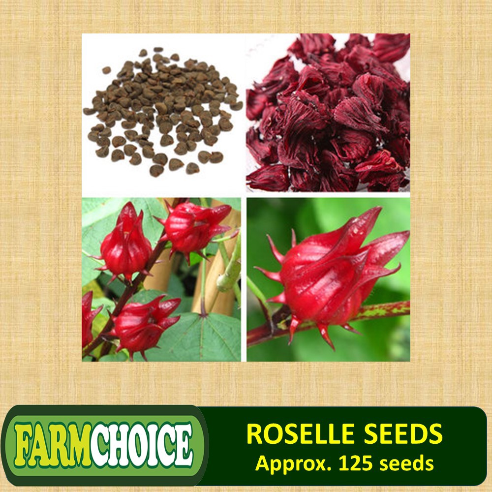 Roselle Seeds for Planting (125 seeds) Shopee Philippines