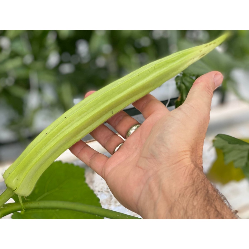 Giant Okra Plant ubicaciondepersonas.cdmx.gob.mx