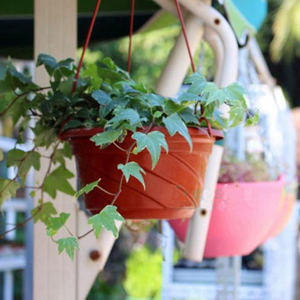 Outdoor Hanging Plants Philippines ubicaciondepersonas.cdmx.gob.mx