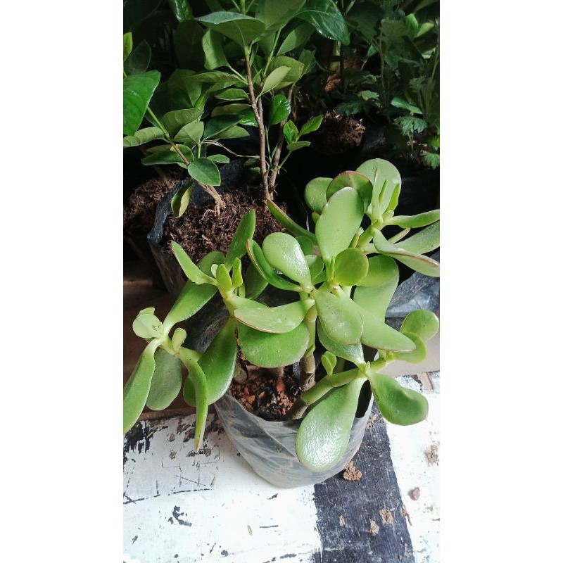 Jade Plant(lucky Plant) Shopee Philippines