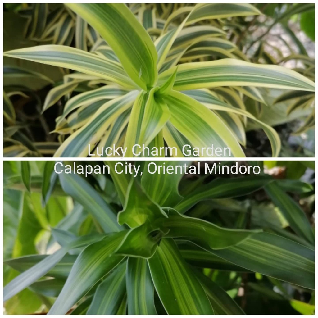 Song Of India & Song of Jamaica Live Plant Rooted & Stable Shipped