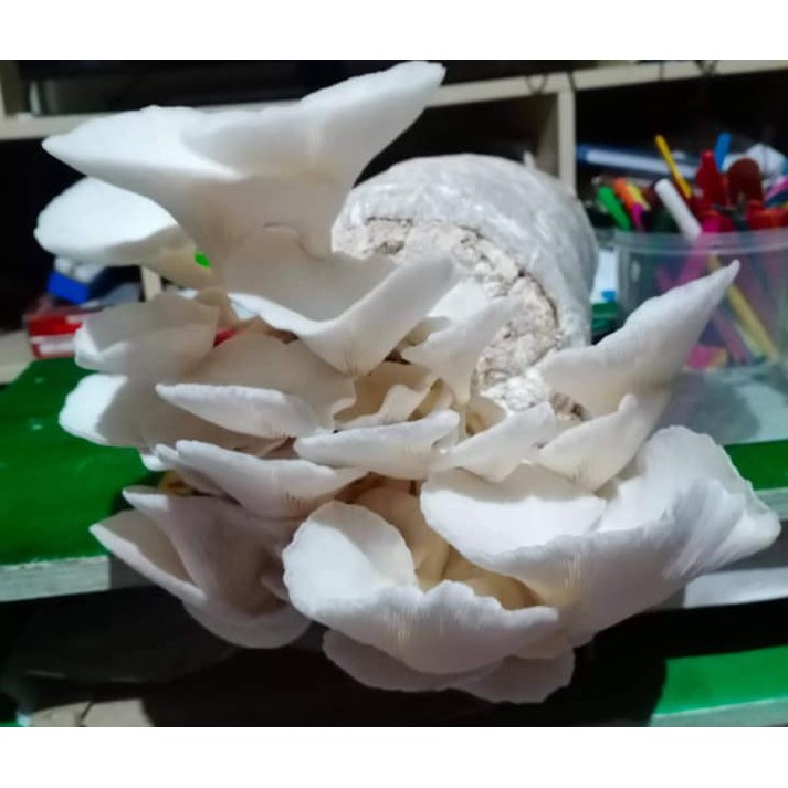 White Oyster Mushroom Fruiting Bag Shopee Philippines