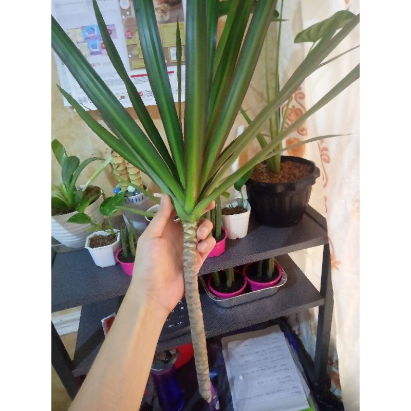 DRACAENA MARGINATA CUTTINGS Shopee Philippines