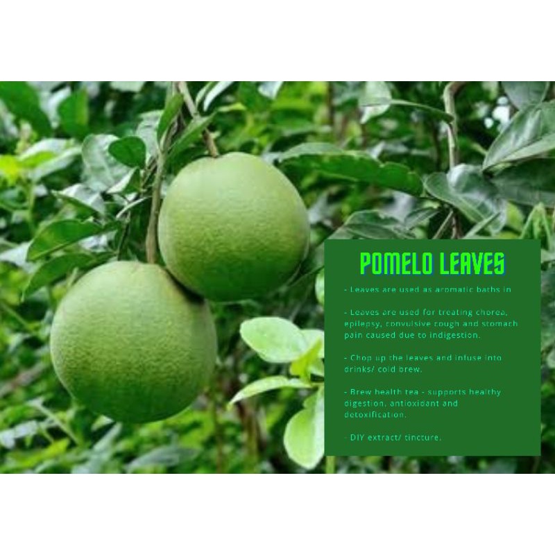Suha/Pomelo leaves 15,30,60pcs Shopee Philippines