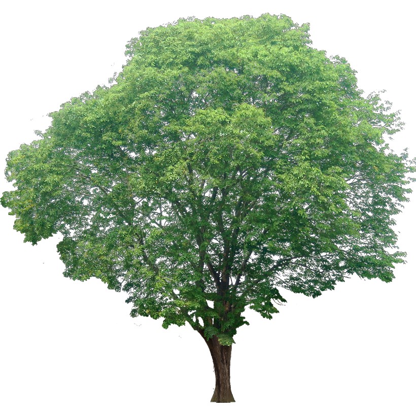 Philippine National Tree Narra