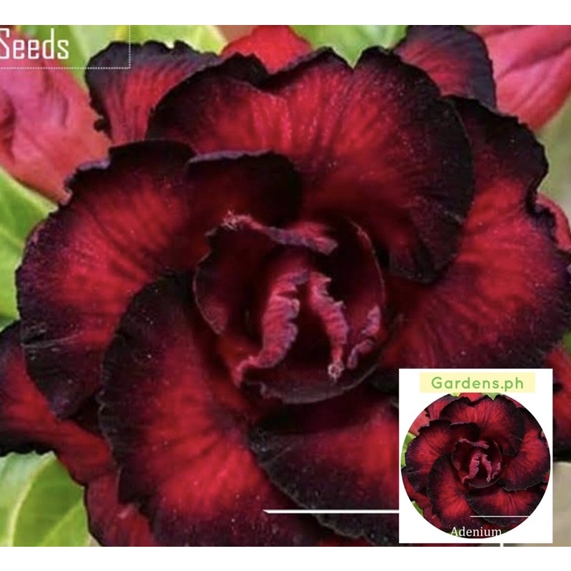 Legit Dessert Adenium Red Angel Flower Seeds Tropical Flowers High