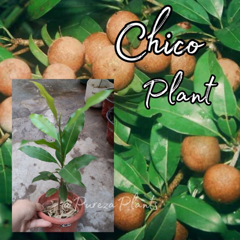 Chico Plant well rooted live Plant (COD Available) Shopee Philippines