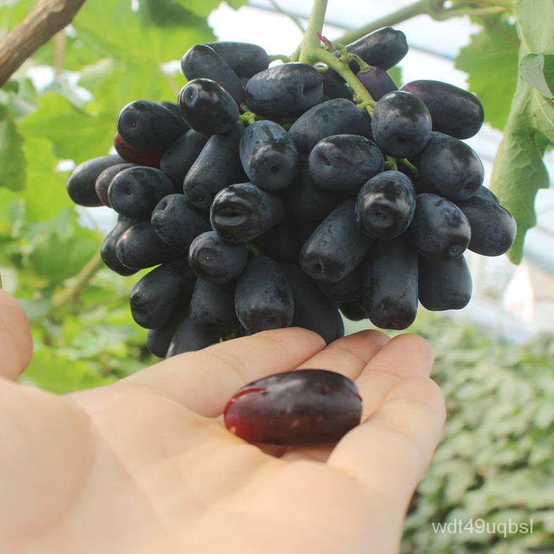 Grape Tree Giant Peak Grape Seedlings Climbing Vine Sunshine Rose Grape