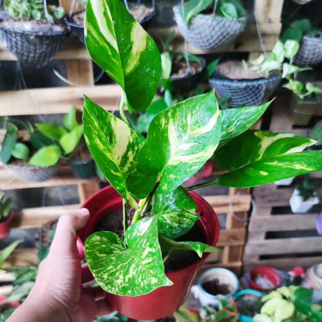 Giant Golden Pothos Money plant Shopee Philippines
