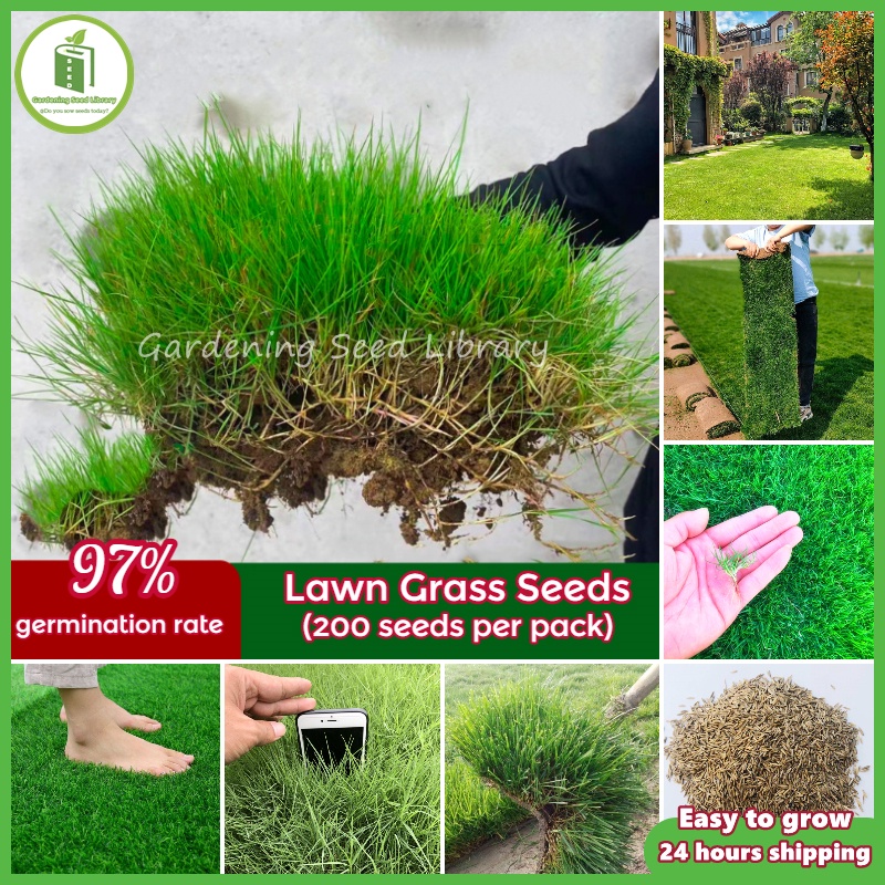 Easy to grow...Good Quality Lawn Grass Seed (1 pack 200pcs)...Bermuda