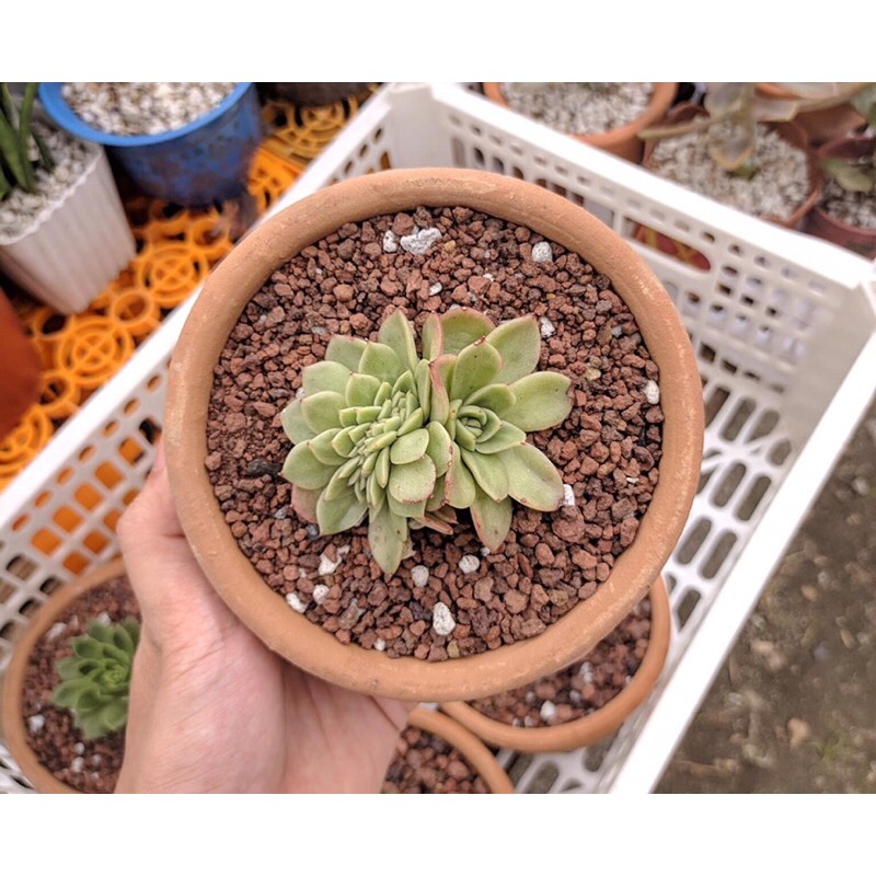 Lava Rock / Volcanic Rock plant topper pebbles Aquarium stones Shopee