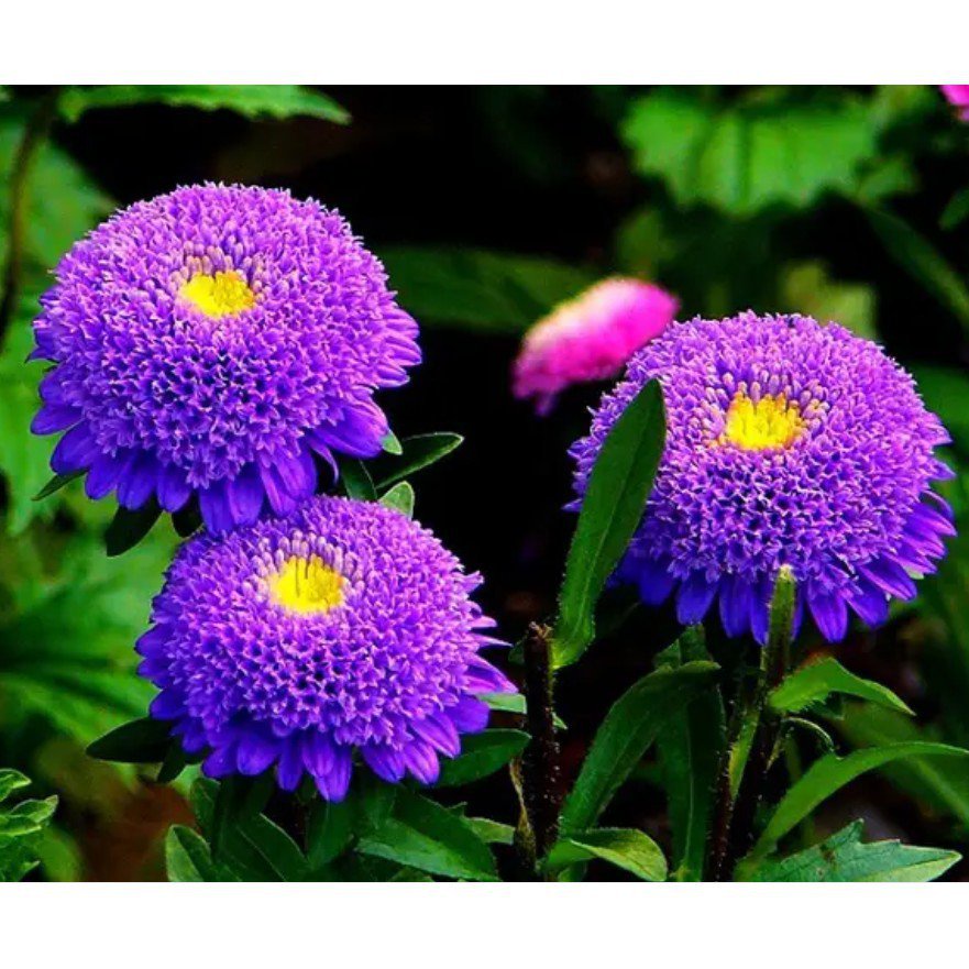 Chrysanthemum Seed SeriesSeedPlant CK8G Shopee Philippines