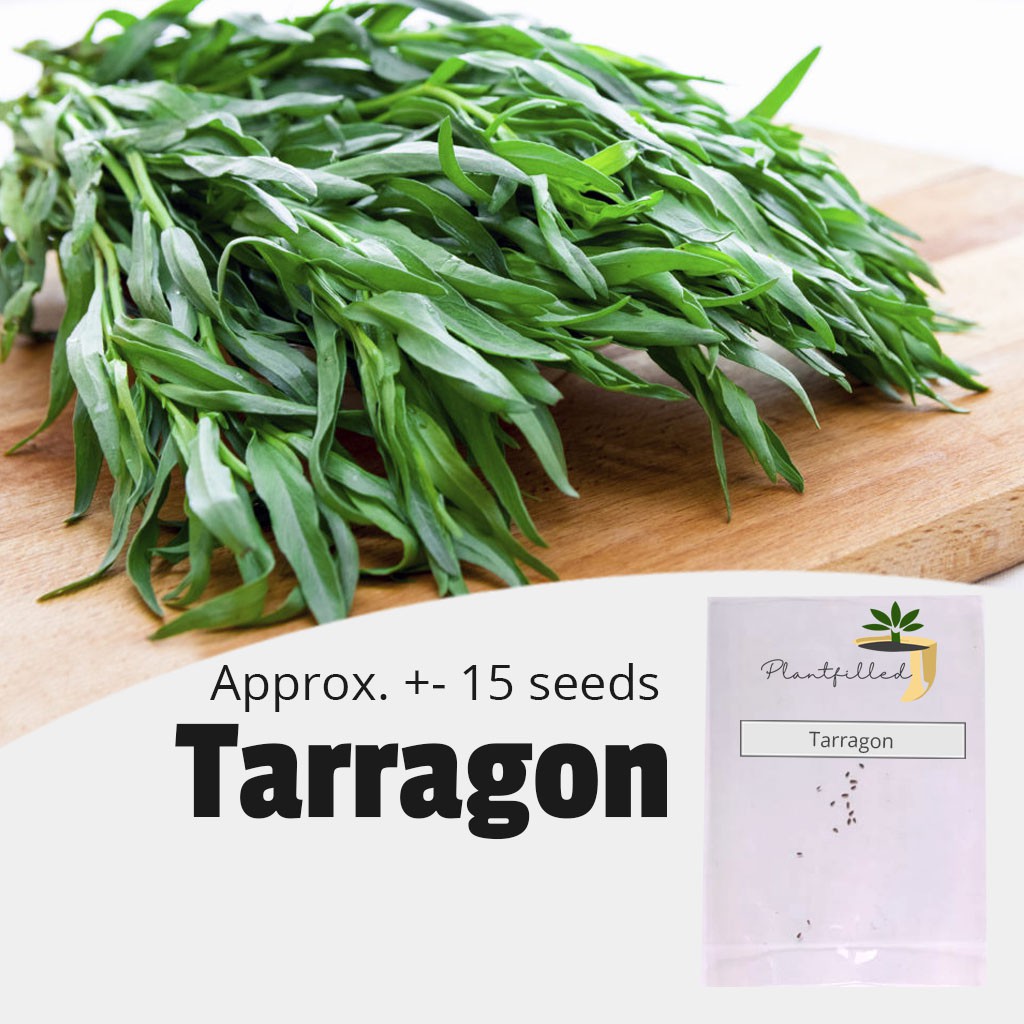 [Plantfilled] Tarragon Herb Seeds Vegetable 15 Seeds Shopee Philippines