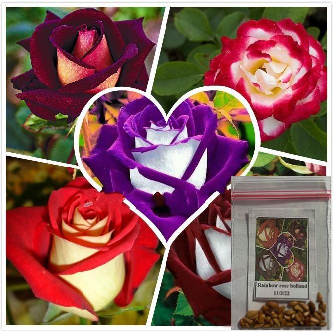 Plants, Seeds & Bulbs Perennial Seeds Rainbow Rose Seeds Colorful Rose