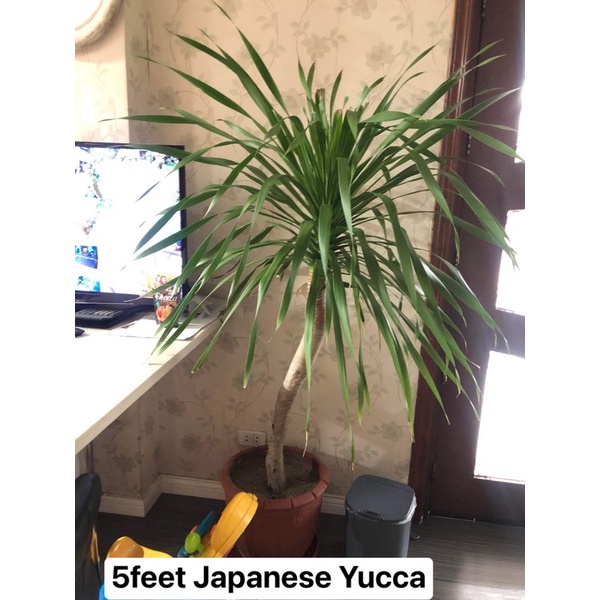 JAPANESE YUCCA PLANT WITH GARDEN SOIL AND PLASTIC BAG Shopee Philippines
