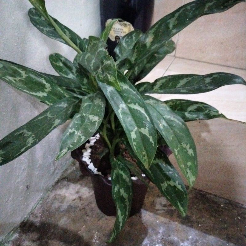 Aglonema Chinese Evergreen (Maria) Shopee Philippines