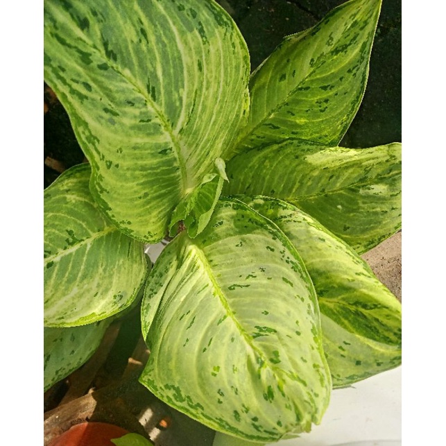 super big aglaonema live plant Shopee Philippines