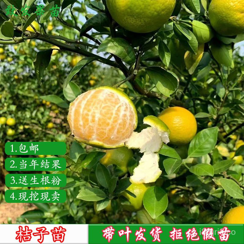 Orange Seedlings Sugar Orange Fruit Seedlings Royal Orange Seedlings